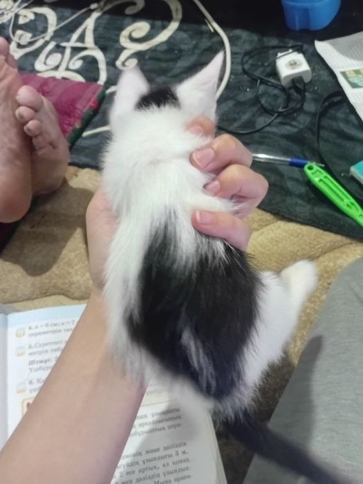 Котята 2 девочки 1 мальчик