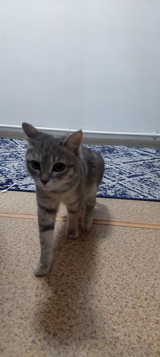 Котёнок британская порода