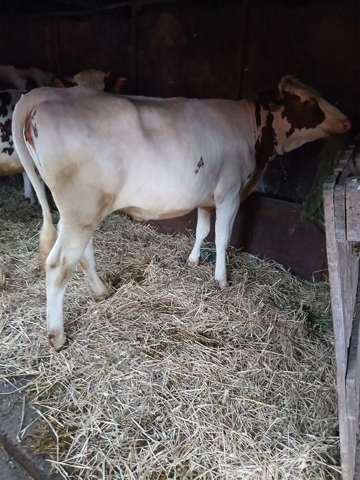 Junininci red holstein 12 luni