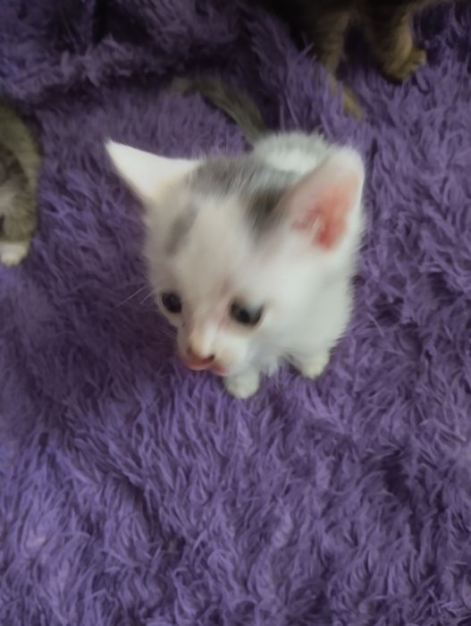 Отдаю котят в добрые руки