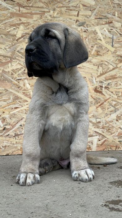 Catel Kangal ( Malakli)