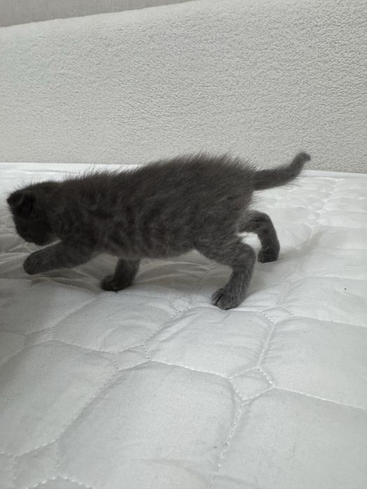 Котенок , мальчик , отдам в добрые руки !