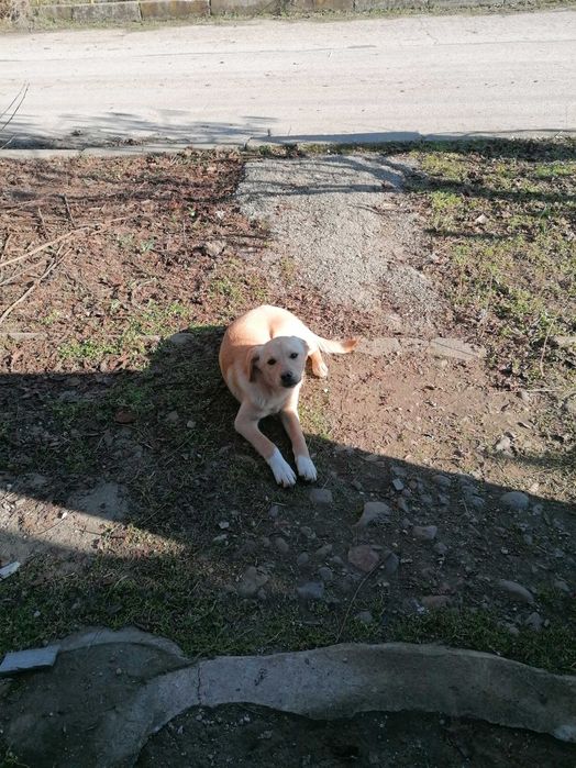 Подарявам къченце