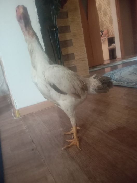 Срочно продам курицу бразильку