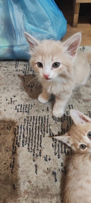 Отдаем котям в добрые руки.