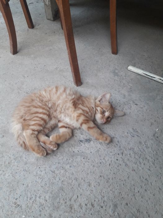 Кошка Скотиш страйт(Сибирьский)