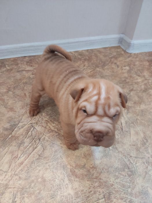 Продам щенков Шарпеев