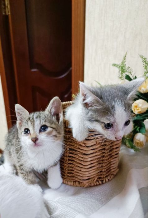 Отдаем котят в ответствестнные руки