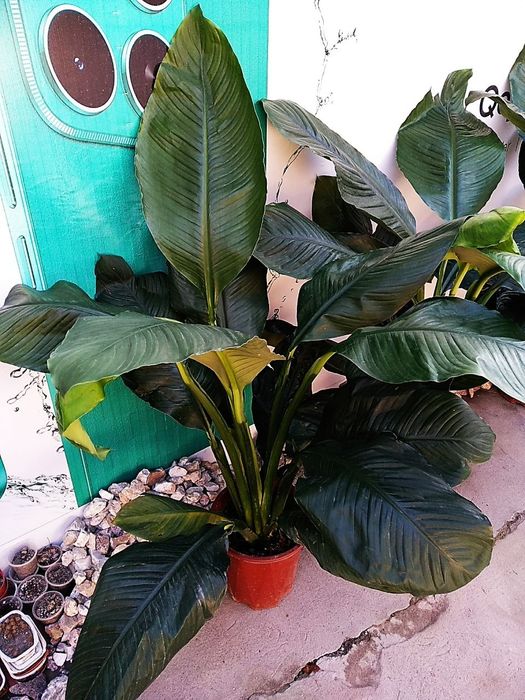 Продается цветок Спацифилум Сенсация гигант.