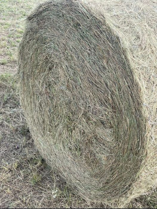 Продам сено луговое