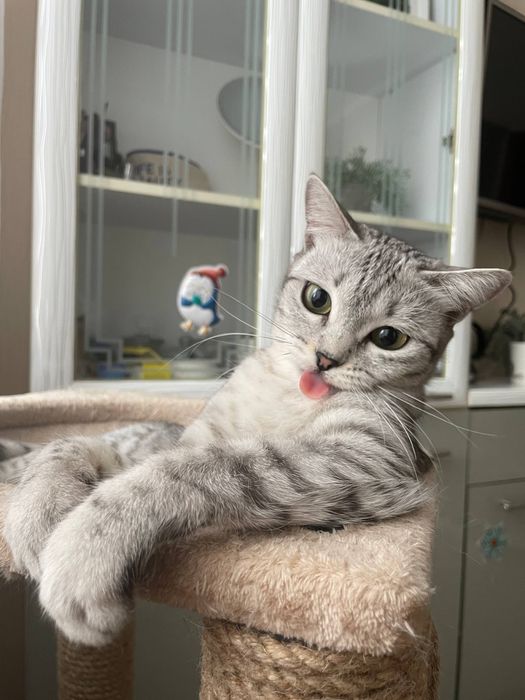 Отдам котов в добрые руки