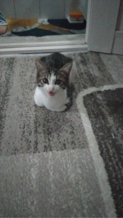 Отдам котенка девочку