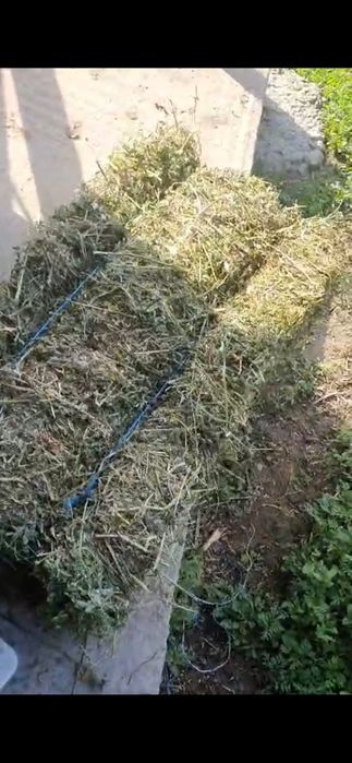 Baloti lucerna sau fan Se aduc la comanda doar la TIR.min 40 rotunzi sau 500 dreptunghiulari Transport inclus RO UE