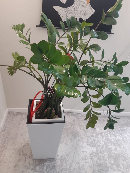 Долларовое дерево