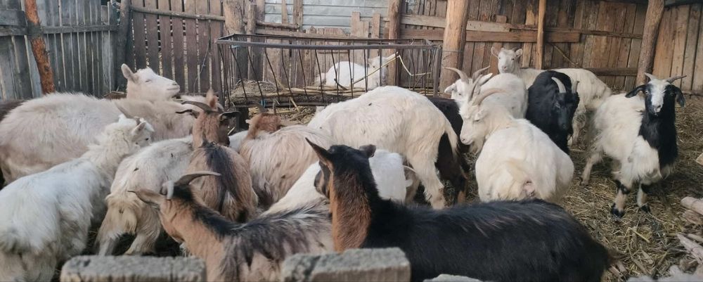 Vand 18 capre si 3 iedite