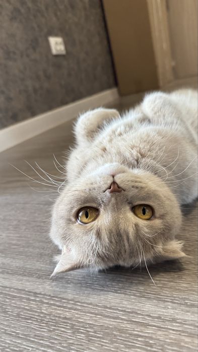 Отдам кота в добрые руки