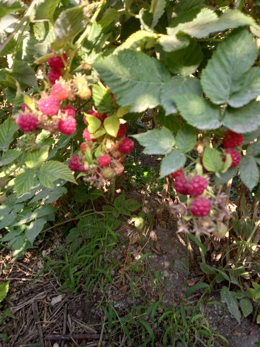 Малина малина malina