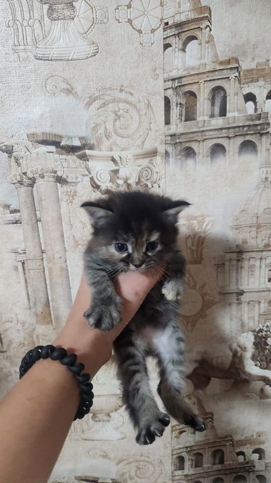 Отдам котят  в хорошие руки