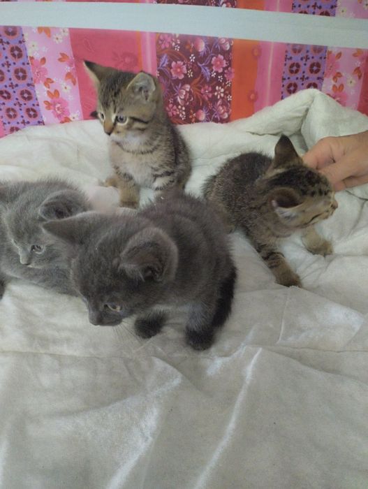 Котята британские