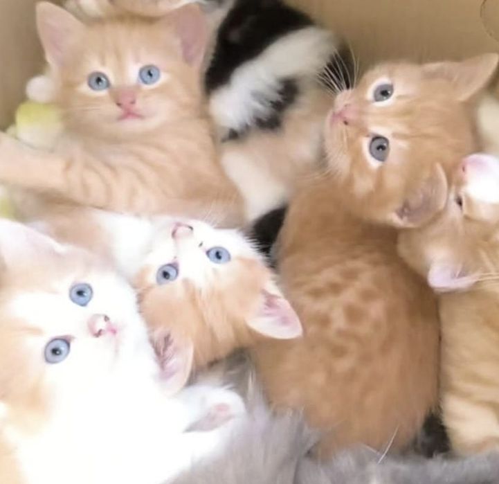 Котята заботливым хозяевам