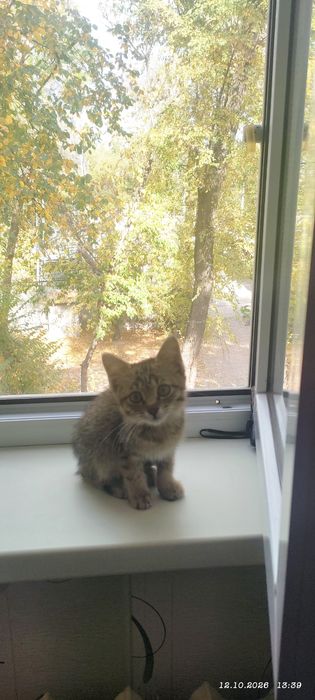 Бесплатно в добрые руки