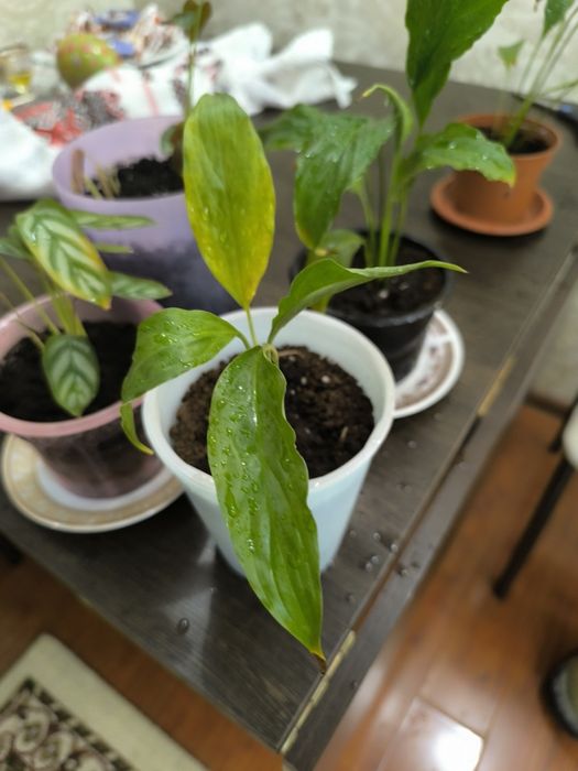 Отдам комнатные цветы