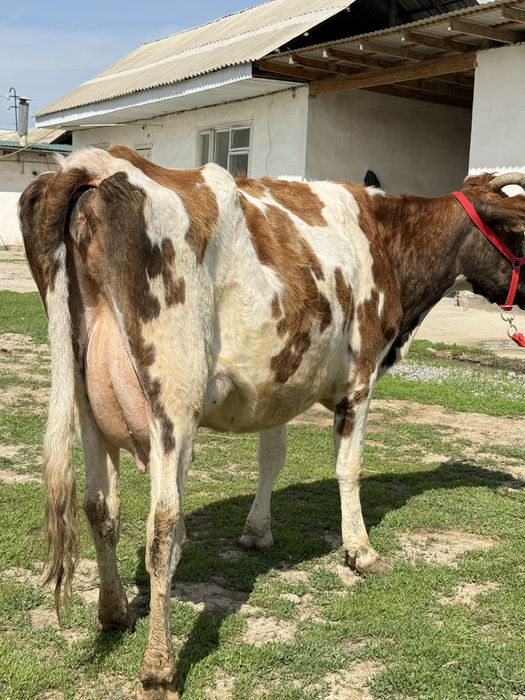 Сүтті бұзаулы сиыр Симментал
