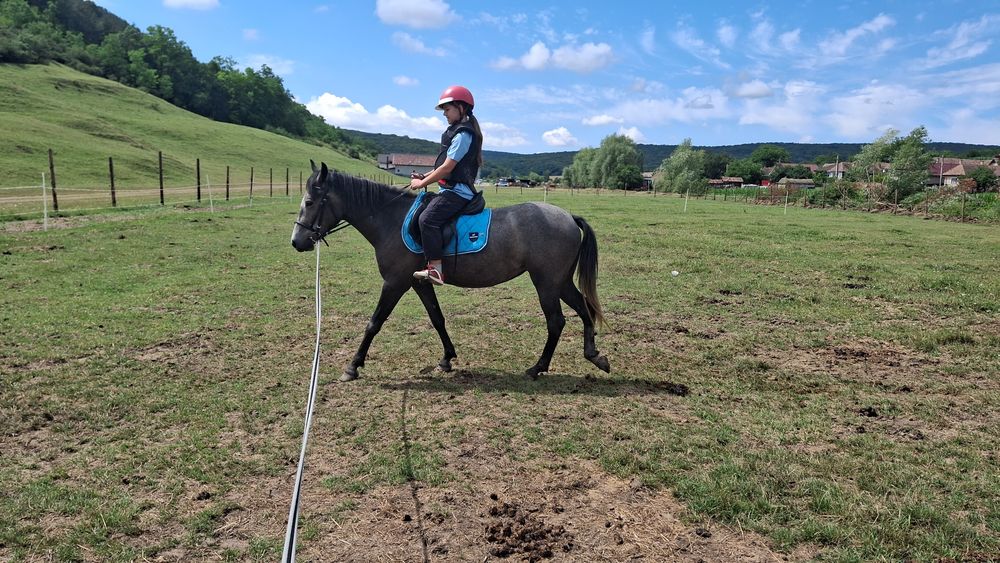 Iapă 3 ani, cuminte