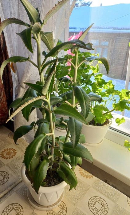 Каланхоэ лечебный