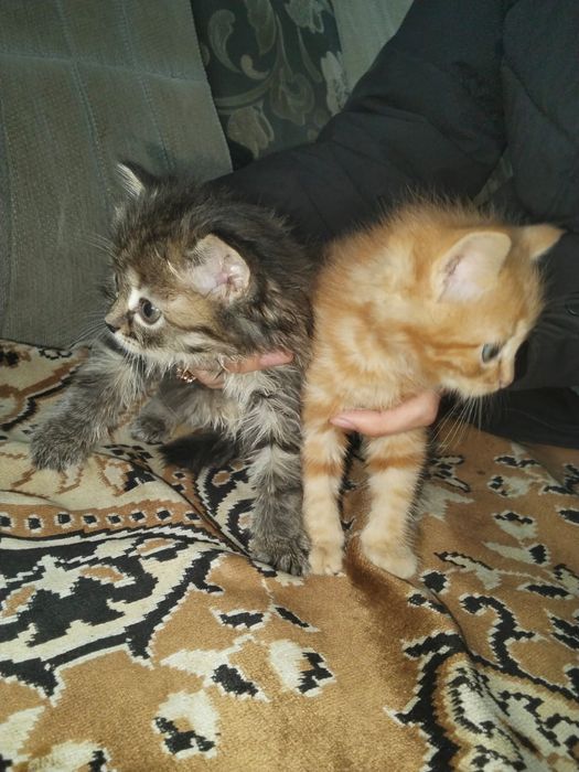 Отдам два котенка бесплатно