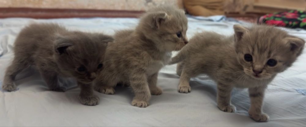 Scottish Fold mushukchalar
