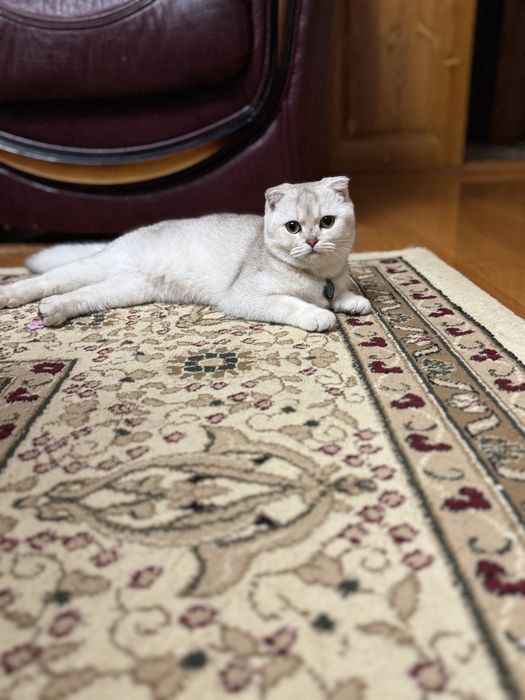 Продам котенка 7 месяцев