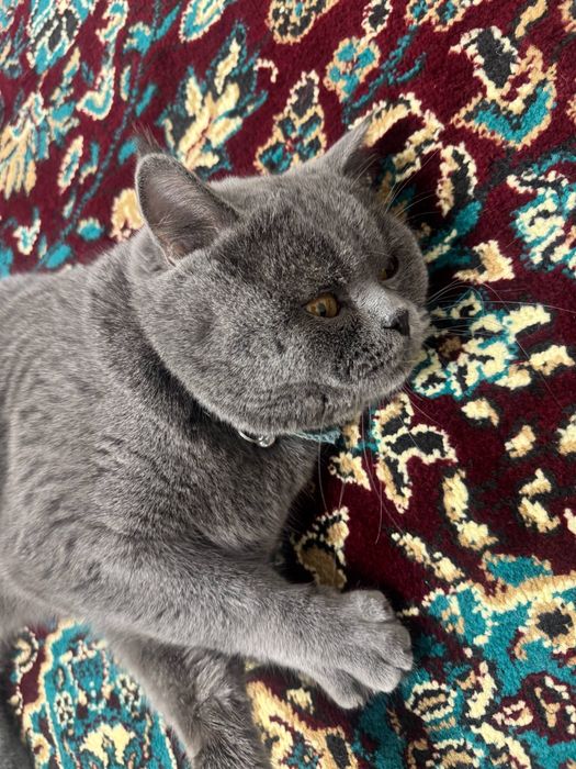 Mushuk vyazkaga  Britanski Strayt