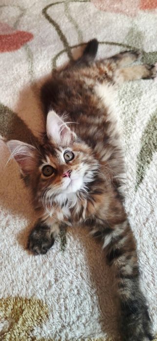 Fetița Maine Coon