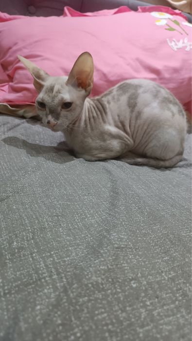 СФИНКС Браш (кошка)