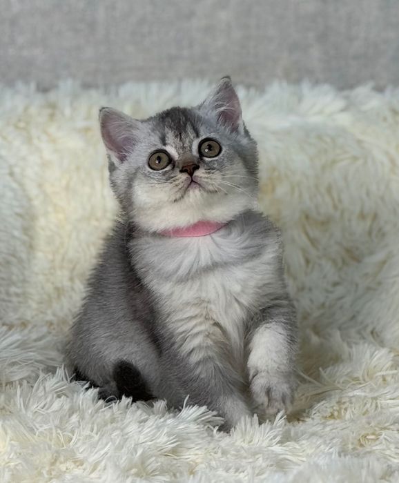 Fetiță Scottish Straight silver foarte frumoasă