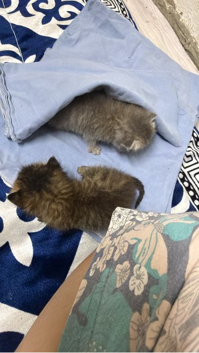 Котята1 месецние