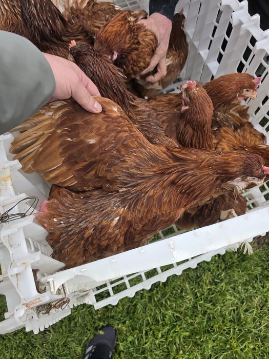 Puicute rosi ouatoare