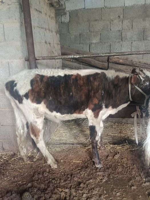 Буқалар сатылады