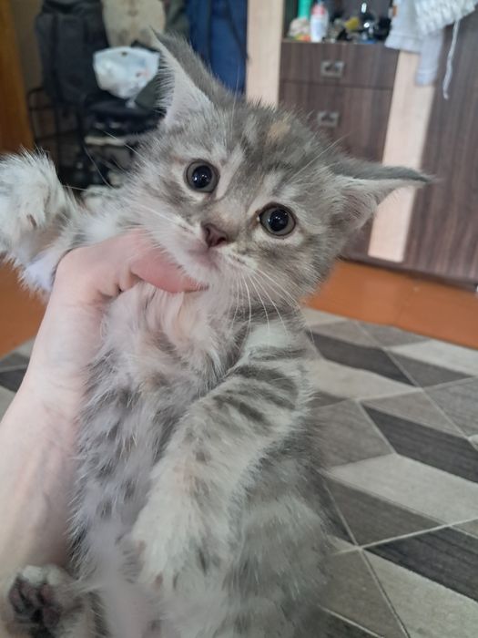 Продам британских котят!