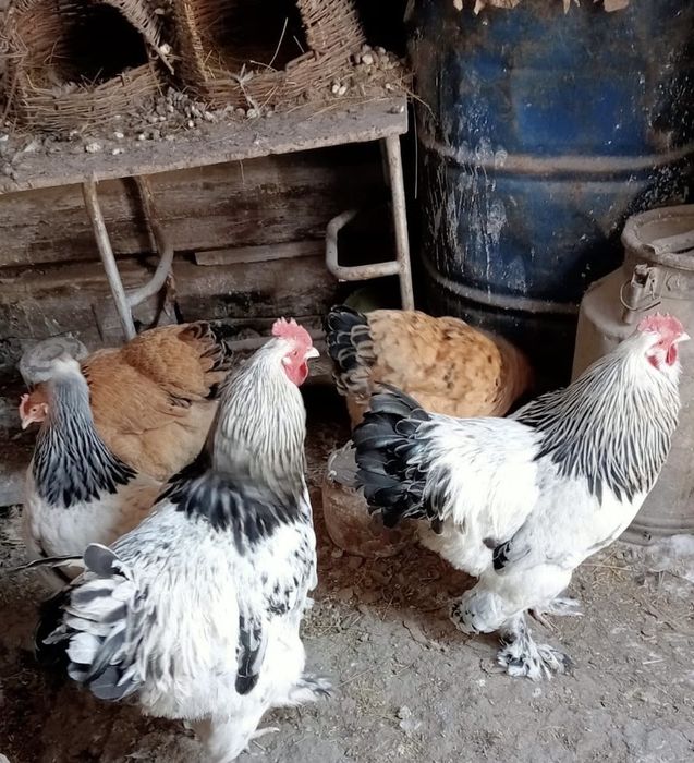 Продам петухов Брама!