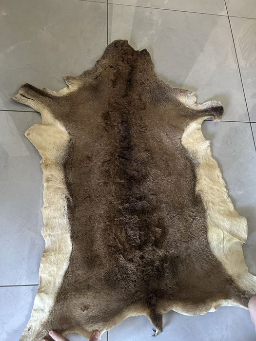 Blana caprioara superba