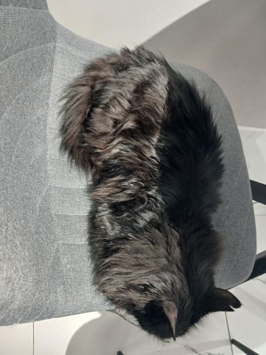 Мысық сатылады, бағасы келісімді