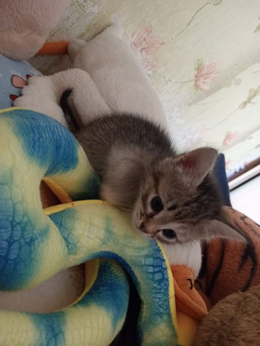 Котята, отдам в добрые руки