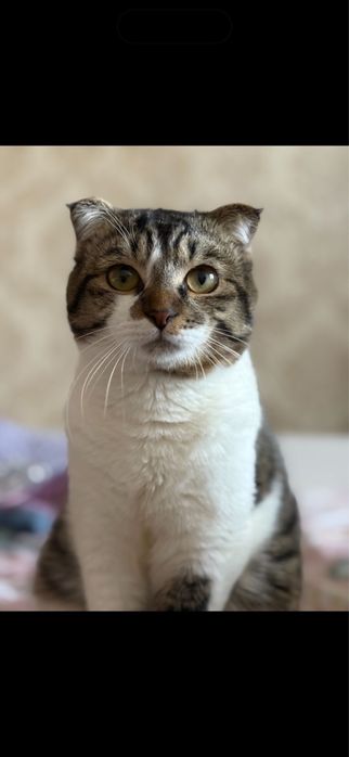 Коты в заботливые руки