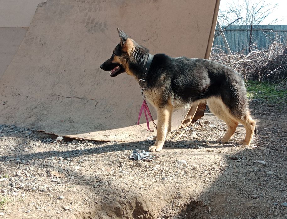 Немецкая овчарка