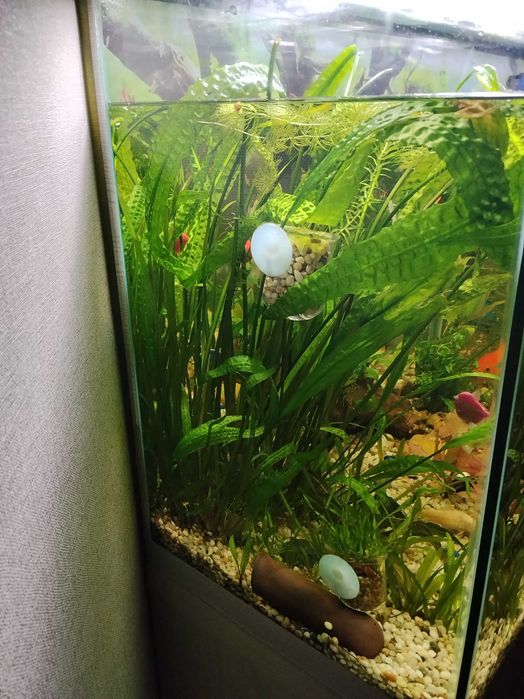 Криптокорина апоногетонолистная