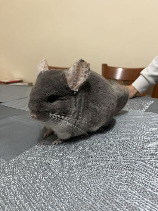 Женска сива чинчила