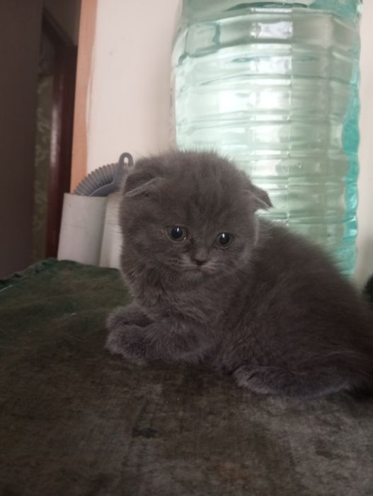 Продаются вислоухие котята скоттиш фолд 500000 тысяч сум