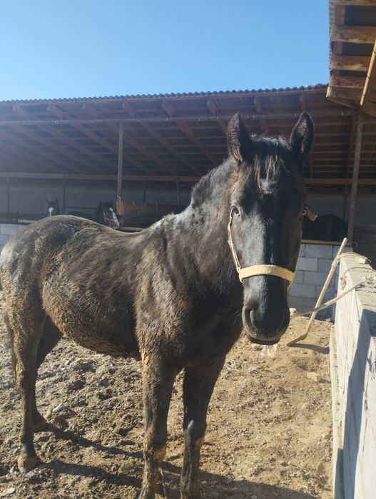 Продам тайчика инаходей жорға